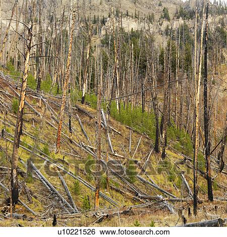 New growth in forest that was previously destroyed by fire View Large Photo Image Stock Photograph - New growth in forest that was previously destroyed by fire. Fotosearch