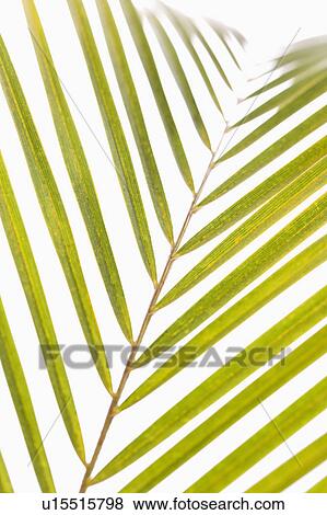 Stock Photo - Palm frond with white background. Fotosearch