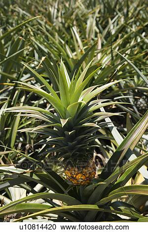 Stock Image - Pineapple plant in Maui, Hawaii,. Fotosearch