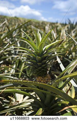 Stock Image - Pineapple sprouting from plant in crop in Maui, Hawaii, USA. Fotosearch