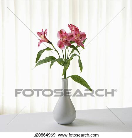Stock Photo - Pink Alstremeria flowers in white vase. Fotosearch