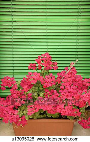 Pink geraniums on window sill with bright green blinds in background View Large Photo Image Stock Photo - Pink geraniums on window sill with bright green blinds in background. Fotosearch