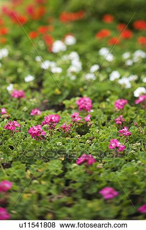 Pink, white, and red Geranium flowers View Large Photo Image Stock Photo - Pink, white, and red Geranium flowers. Fotosearch
