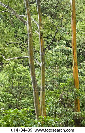 Rainbow Eucalyptus trees View Large Photo Image Stock Photo - Rainbow Eucalyptus trees. Fotosearch