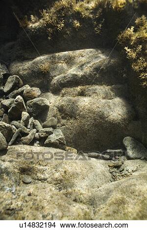 Picture - Rocks and plants underwater in ocean in Hawaii. Fotosearch