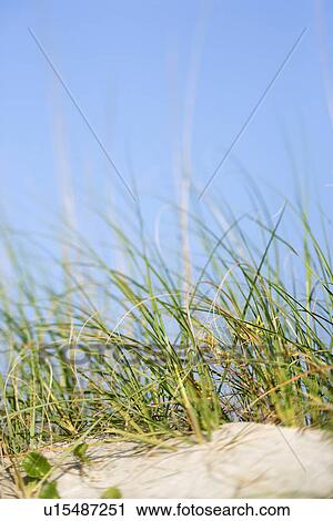 Stock Image - Sand dune with grass at the beach. Fotosearch