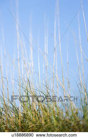 Stock Image - Scenic grass at beach. Fotosearch