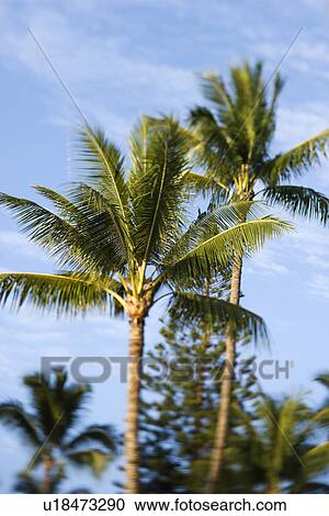 Stock Image - Selective focus of palm trees against blue sky in Maui, Hawaii, USA. Fotosearch