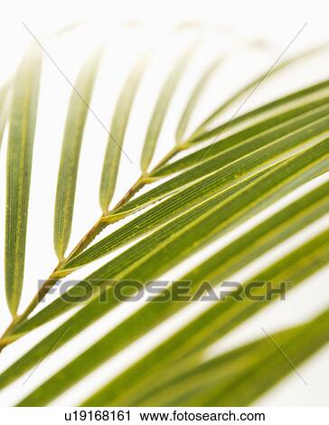 Stock Image - Selective focus shot of palm frond with white background. Fotosearch