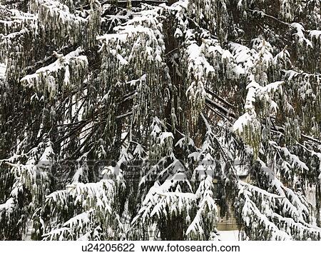 Snowy close up scene of evergreen tree View Large Photo Image Stock Image - Snowy close up scene of evergreen tree. Fotosearch