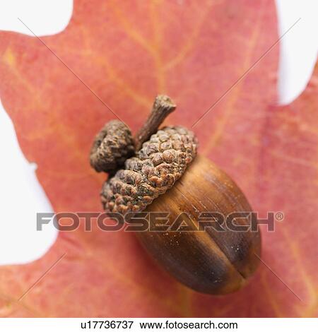 Still life of acorn on red oak leaf View Large Photo Image Stock Photo - Still life of acorn on red oak leaf. Fotosearch