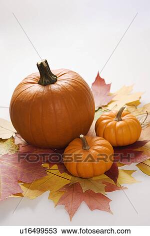Still life of orange pumpkins sitting on group of Maple leaves in Fall color against white background View Large Photo Image Stock Image - Still life of orange pumpkins sitting on group of Maple leaves in Fall color against white background. Fotosearch
