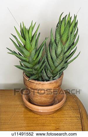 Stock Image - Still life shot of cactus in a pot on wooden table. Fotosearch