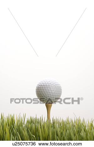 Studio shot of golf ball resting on tee in grass View Large Photo Image Stock Photograph - Studio shot of golf ball resting on tee in grass. Fotosearch