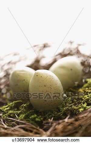 Studio still life of bird's nest with three speckled eggs View Large Photo Image Picture - Studio still life of bird's nest with three speckled eggs. Fotosearch