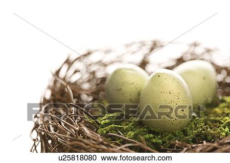 Studio still life of bird's nest with three speckled eggs View Large Photo Image Stock Image - Studio still life of bird's nest with three speckled eggs. Fotosearch
