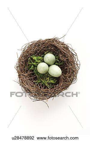 Studio still life of bird's nest with three speckled eggs View Large Photo Image Stock Image - Studio still life of bird's nest with three speckled eggs. Fotosearch