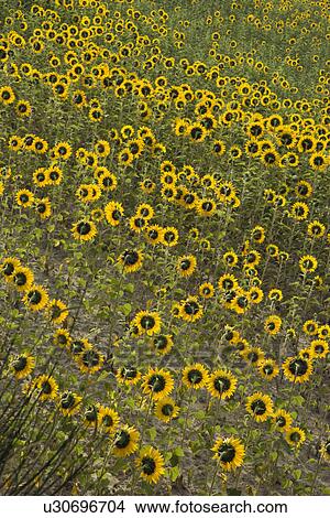 Sunflowers growing in field in Tuscany, Italy View Large Photo Image Picture - Sunflowers growing in field in Tuscany, Italy. Fotosearch