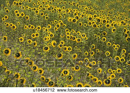 Sunflowers growing in field in Tuscany, Italy View Large Photo Image Stock Image - Sunflowers growing in field in Tuscany, Italy. Fotosearch