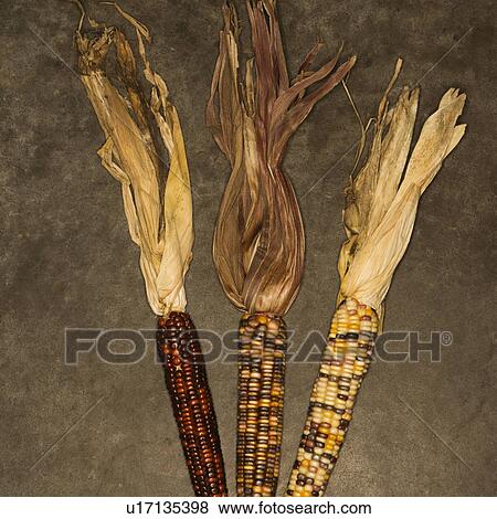 Three ears of multicolored Indian corn View Large Photo Image Stock Photo - Three ears of multicolored Indian corn. Fotosearch