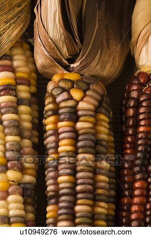 Three multicolored ears of Indian corn View Large Photo Image Stock Photograph - Three multicolored ears of Indian corn. Fotosearch