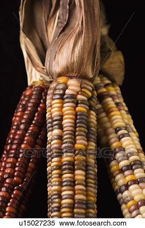 Three multicolored ears of Indian corn View Large Photo Image Stock Photography - Three multicolored ears of Indian corn. Fotosearch