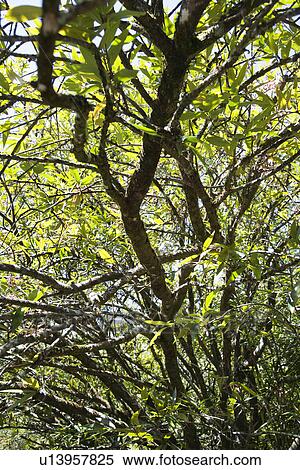 Stock Photography - Tree with green leaves in Maui, Hawaii, USA. Fotosearch