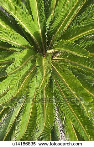 Stock Photography - Tropical plant detail. Fotosearch