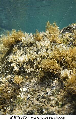 Underwater view of marine vegetation growing on rock in Maui, Hawaii View Large Photo Image Picture - Underwater view of marine vegetation growing on rock in Maui, Hawaii. Fotosearch