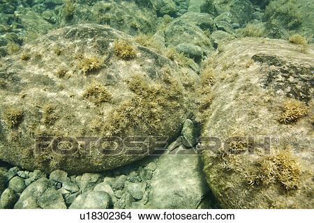 Underwater view of rocks on bottom of ocean in Maui, Hawaii, USA View Large Photo Image Picture - Underwater view of rocks on bottom of ocean in Maui, Hawaii, USA. Fotosearch