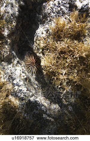 Underwater view of sea urchin and vegetation on rock in Maui, Hawaii, USA. View Large Photo Image Stock Photo - Underwater view of sea urchin and vegetation on rock in Maui, Hawaii, USA.. Fotosearch
