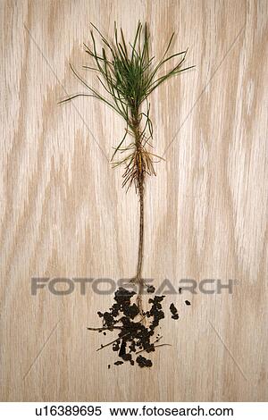 Up rooted pine sapling with roots exposed View Large Photo Image Stock Photography - Up rooted pine sapling with roots exposed. Fotosearch