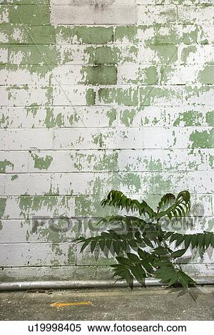 Weathered concrete wall of building with plant. View Large Photo Image Stock Photography - Weathered concrete wall of building with plant.. Fotosearch