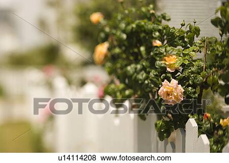 White picket fence with rose bush. View Large Photo Image Stock Photo - White picket fence with rose bush.. Fotosearch