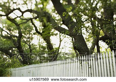 White picket fence with trees View Large Photo Image Stock Photo - White picket fence with trees. Fotosearch