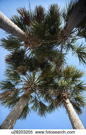 Worm's eye view of palm trees on Bald Head Island, North Carolina View Large Photo Image Stock Photography - Worm's eye view of palm trees on Bald Head Island, North Carolina. Fotosearch
