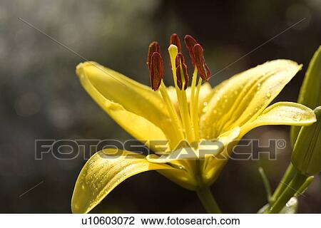 Yellow day lily bloom View Large Photo Image Stock Image - Yellow day lily bloom. Fotosearch