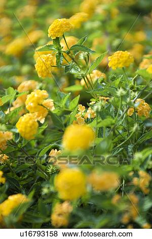 Stock Photo - Yellow shrub Verbena. Fotosearch