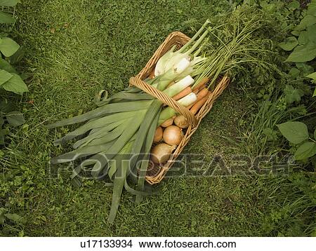 A basket of fresh vegetables View Large Photo Image Picture - A basket of fresh vegetables. Fotosearch