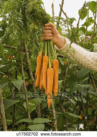 Stock Image - A bunch of carrots. Fotosearch