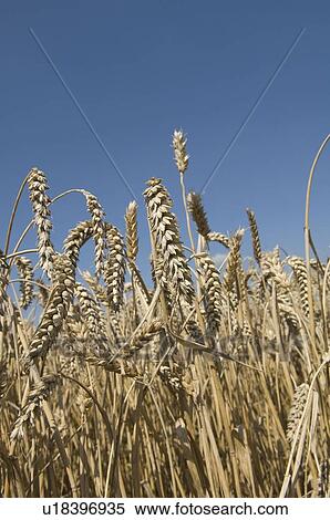 Close-up of ripe wheat in field View Large Photo Image Stock Photography - Close-up of ripe wheat in field. Fotosearch