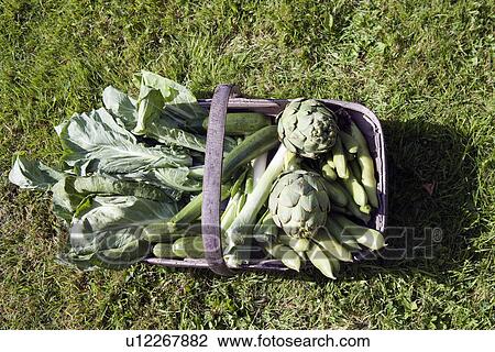 Still life of vegetable basket View Large Photo Image Stock Image - Still life of vegetable basket. Fotosearch
