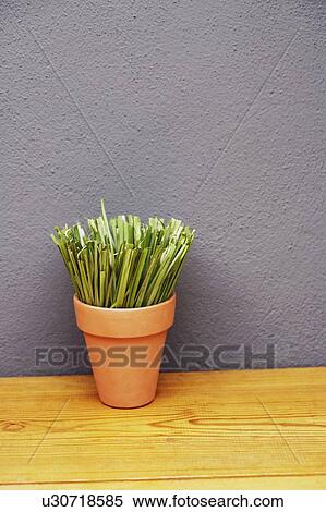 Close-up of a potted plant View Large Photo Image Stock Photography - Close-up of a potted plant. Fotosearch