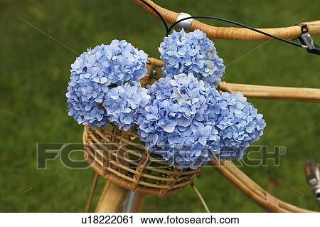 Close-up of flowers in the basket of a bicycle View Large Photo Image Stock Image - Close-up of flowers in the basket of a bicycle. Fotosearch