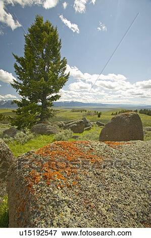 Stock Photo - Ancient orange lichens growing on rocks in Centennial Valley. Fotosearch