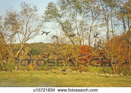 Autumn flight of Canadian Geese View Large Photo Image Picture - Autumn flight of Canadian Geese. Fotosearch