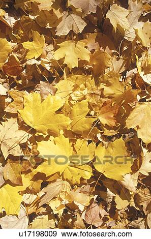 Autumn Leaves View Large Photo Image Stock Photo - Autumn Leaves. Fotosearch