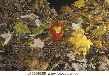 Stock Photography - Autumn Leaves. Fotosearch