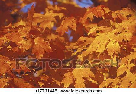 Stock Photography - Autumn Leaves. Fotosearch