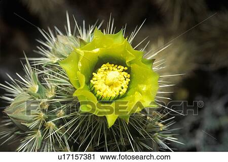 Buckhorn Cholla Cactus, Anza Borrego Desert View Large Photo Image Stock Image - Buckhorn Cholla Cactus, Anza Borrego Desert. Fotosearch